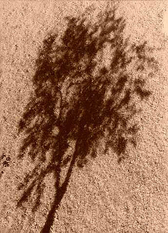 baum des lebens
