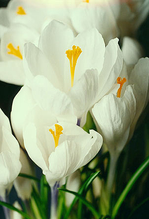 Weisser Krokus 5