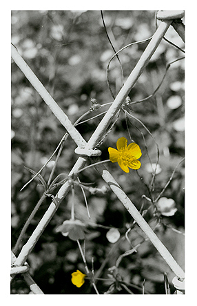 Dotterblume, Baryt, handcoloriert, Unikat