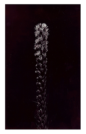 Barytausarbeitung, getont