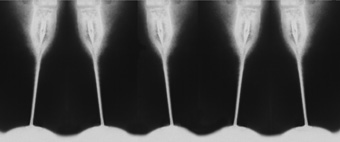 5 Tulpen, 70x138, 600 Euro