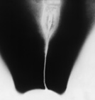 Reifende Bluete, 60x60, 360 Euro