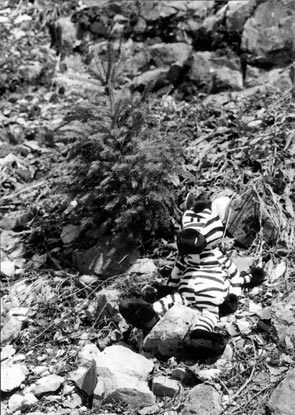 Copyright: Natascha Auenhammer